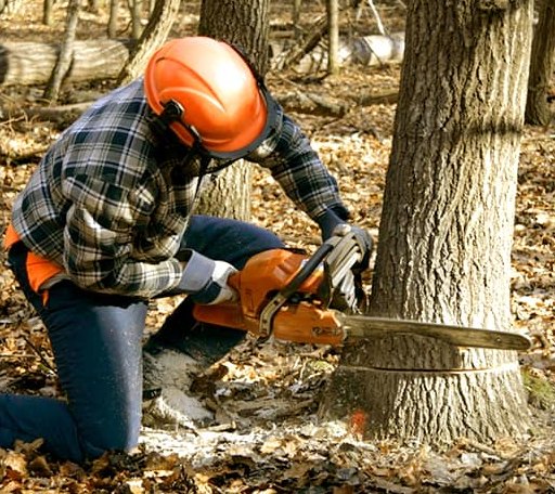 Tree Removal in Brock, NE